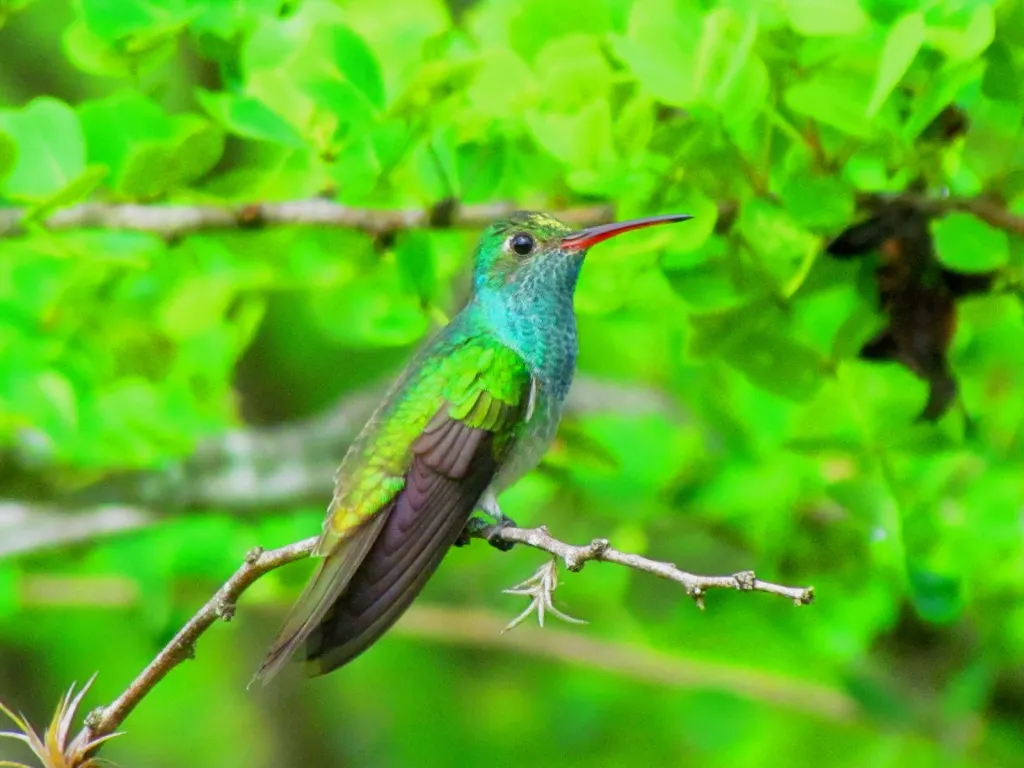 洪都拉斯蜂鸟(Amazilia luciae)