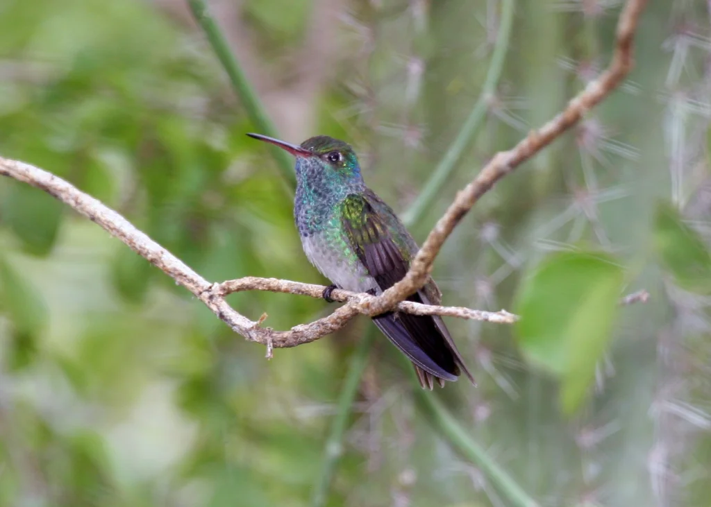 洪都拉斯蜂鸟(Amazilia luciae)
