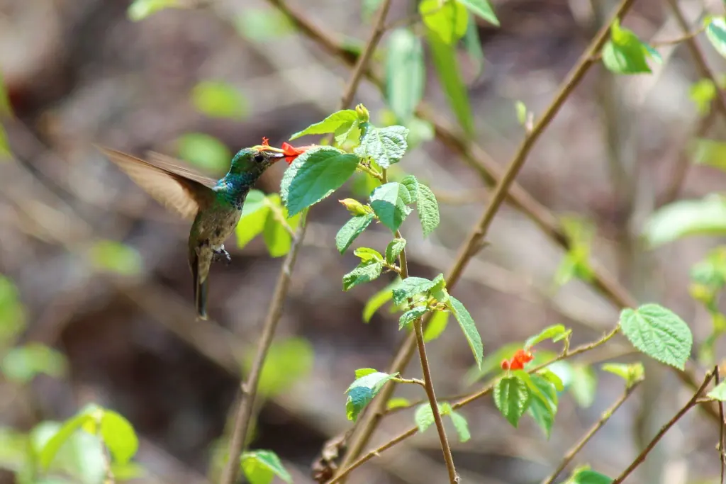 洪都拉斯蜂鸟(Amazilia luciae)