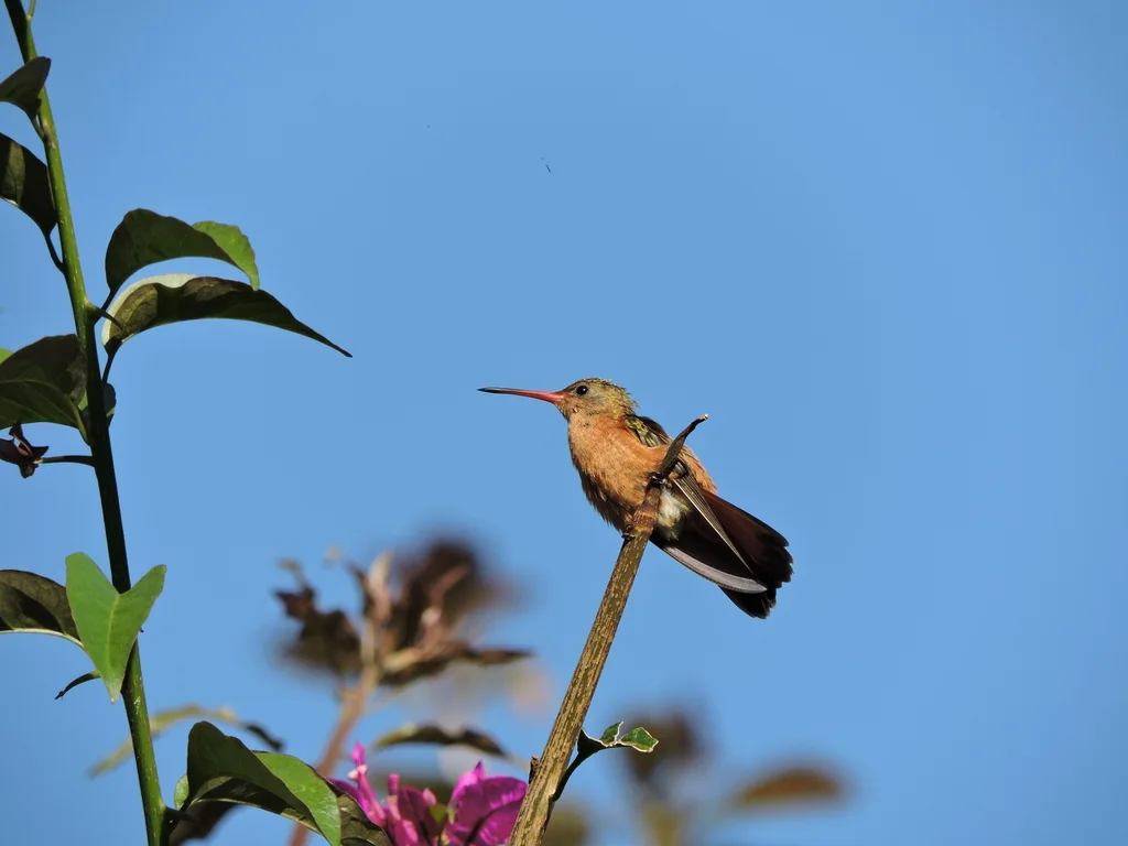 桂红蜂鸟(Amazilia rutila)