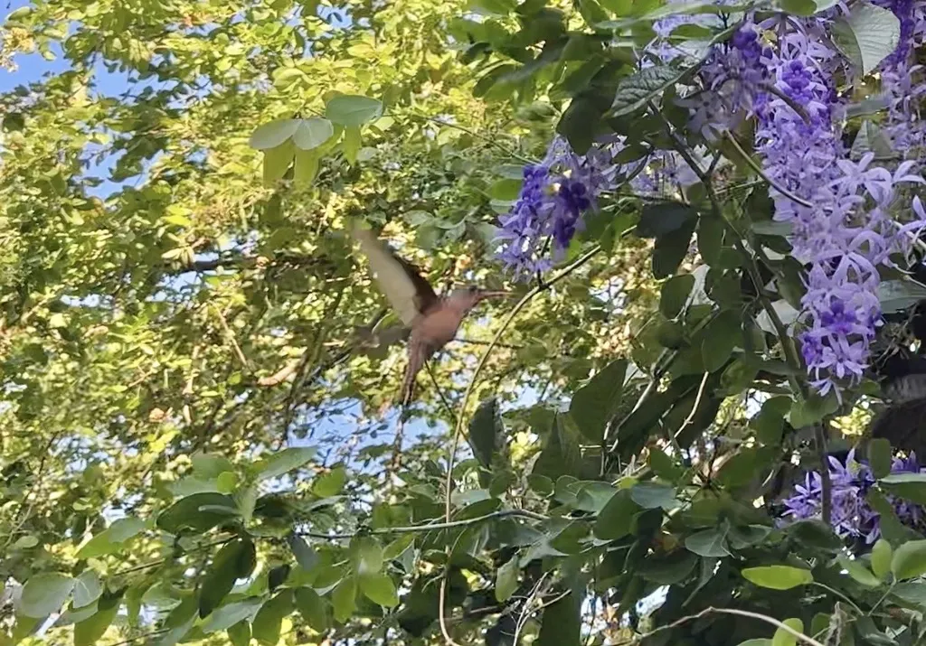 桂红蜂鸟(Amazilia rutila)
