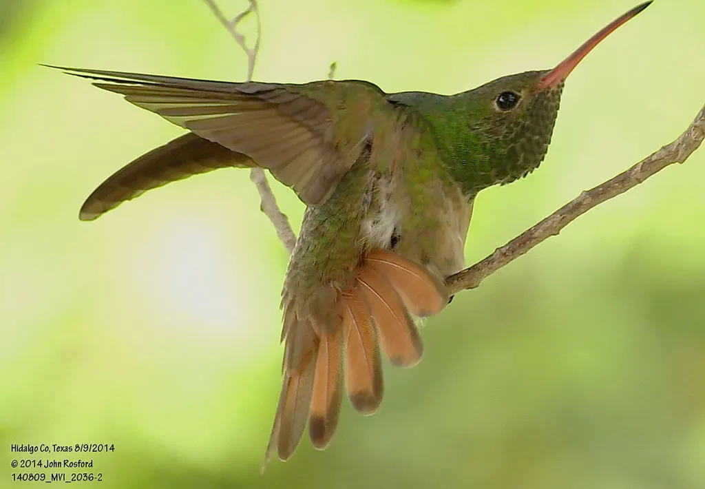 棕腹蜂鸟(Amazilia yucatanensis)