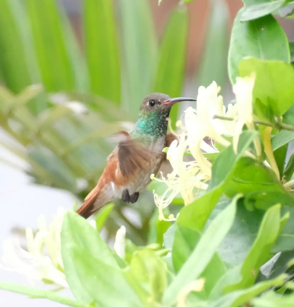艳蜂鸟(Amazilis amazilia)