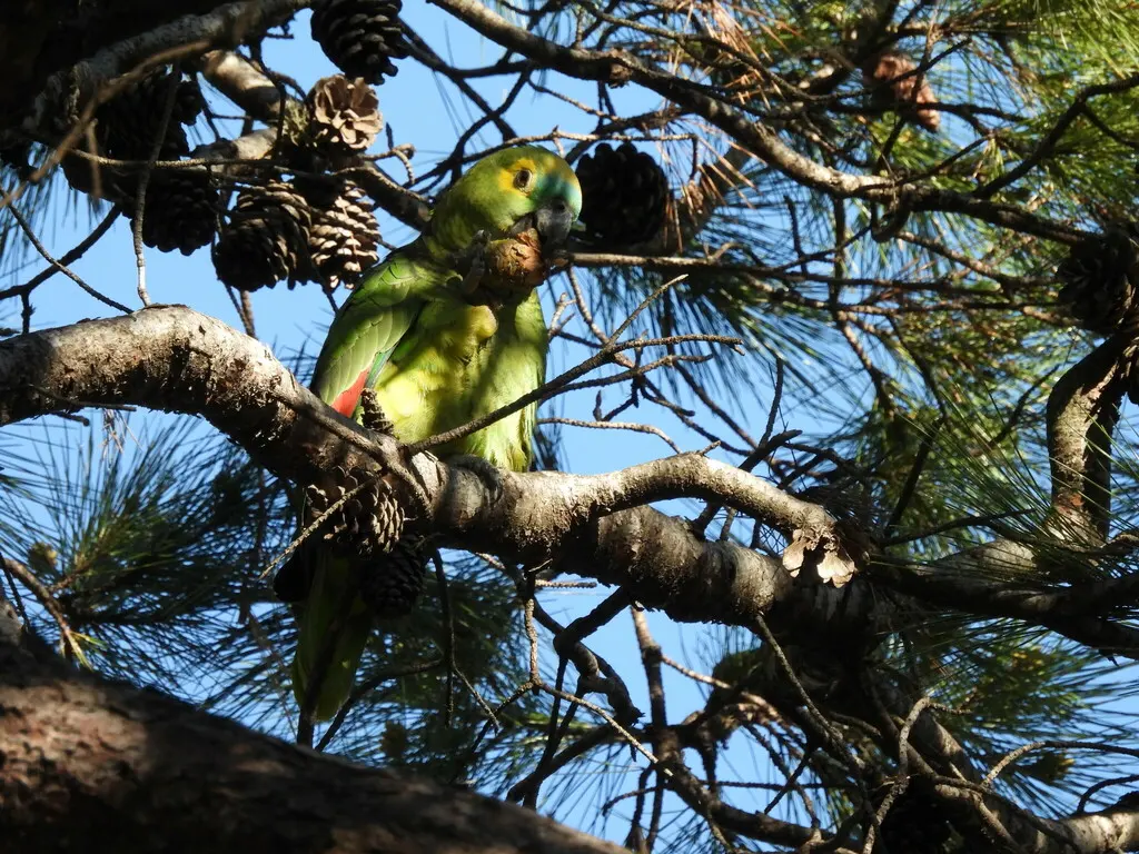 蓝顶鹦哥(Amazona aestiva)