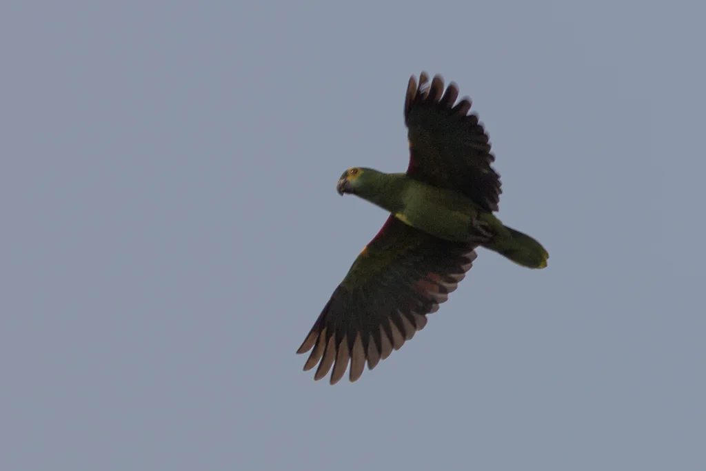 蓝顶鹦哥(Amazona aestiva)