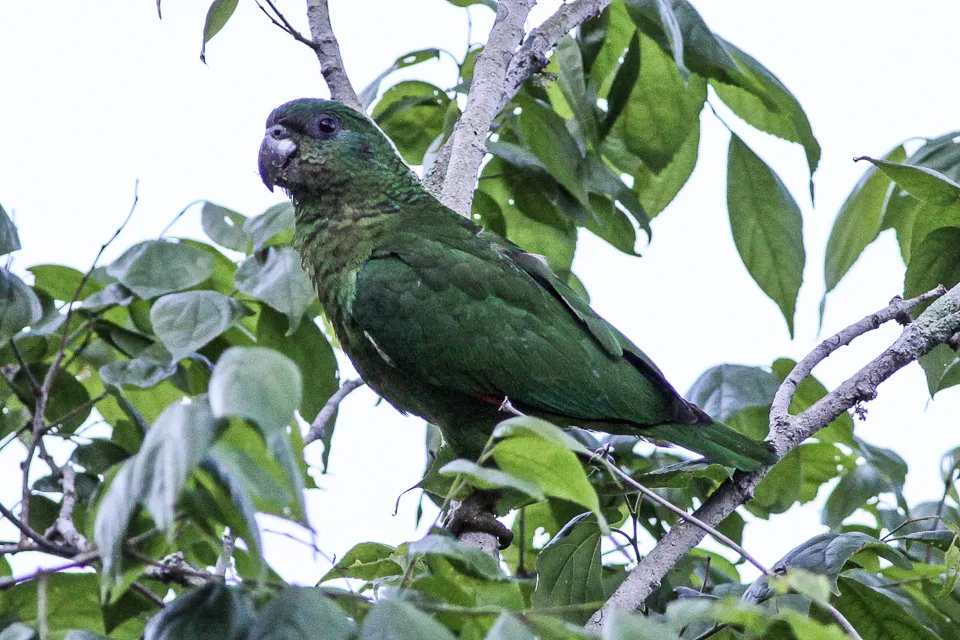 黑嘴鹦哥(Amazona agilis)