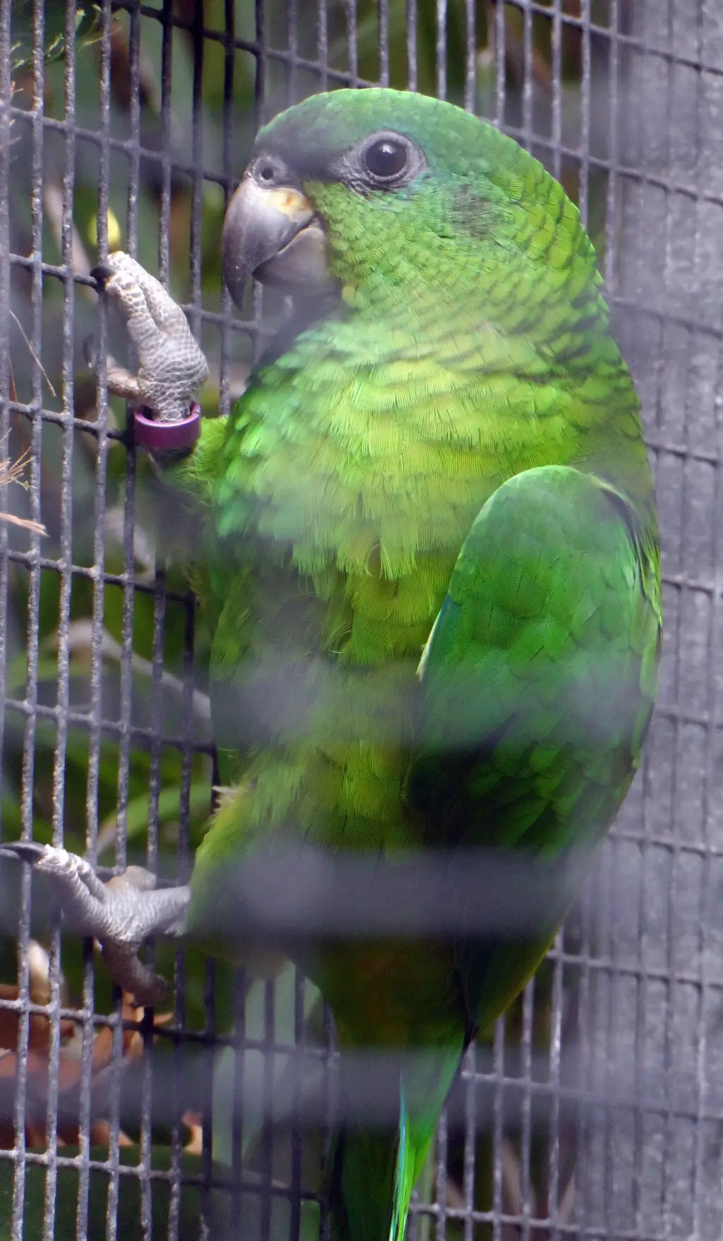 黑嘴鹦哥(Amazona agilis)