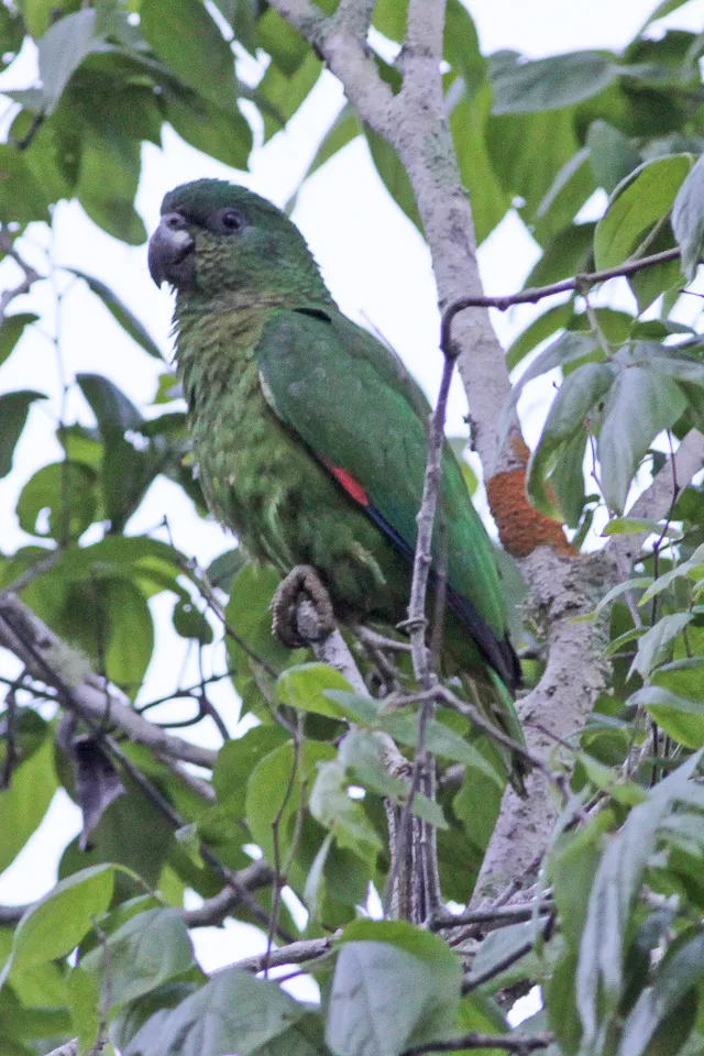 黑嘴鹦哥(Amazona agilis)