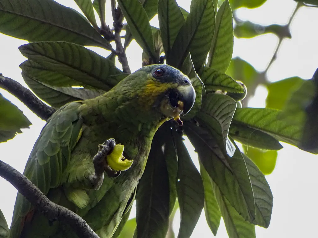 橙翅鹦哥(Amazona amazonica)