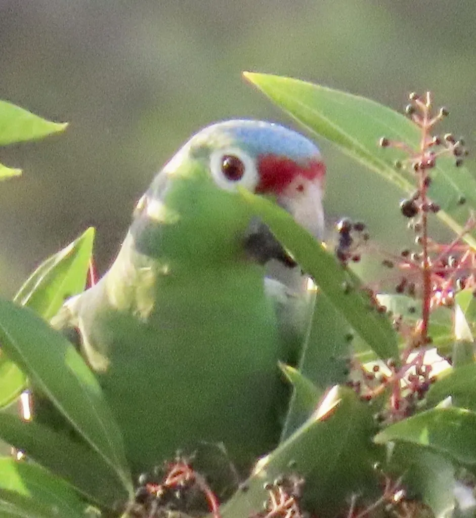 红眼鹦哥（Amazona autumnalis）