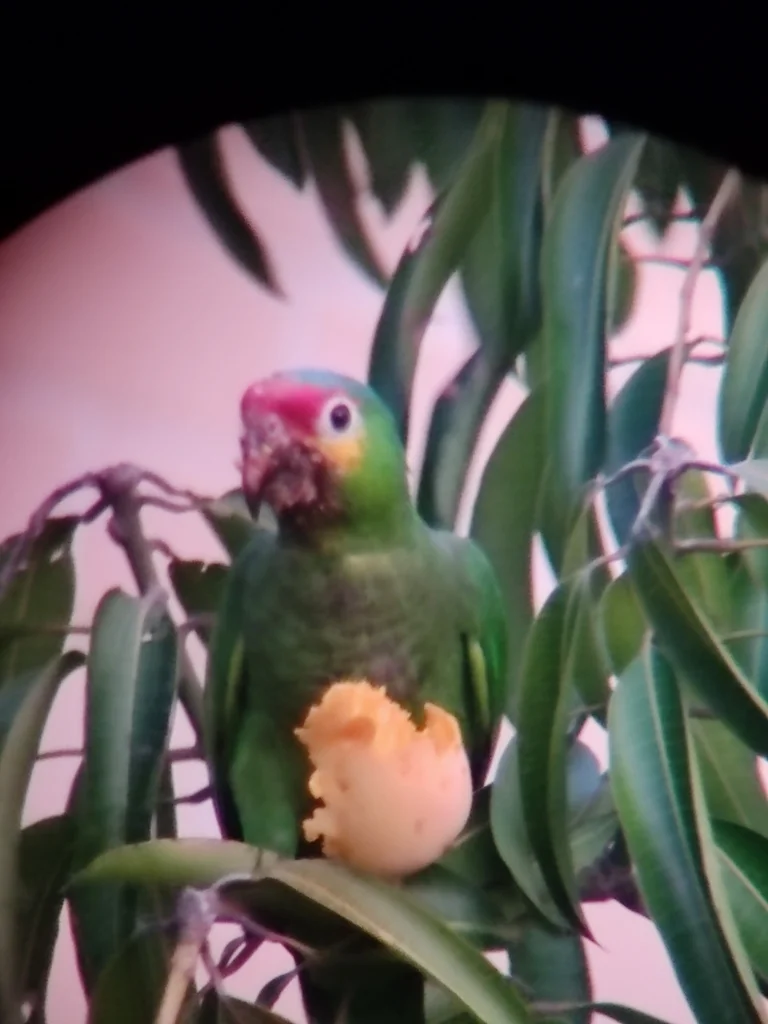 红眼鹦哥（Amazona autumnalis）