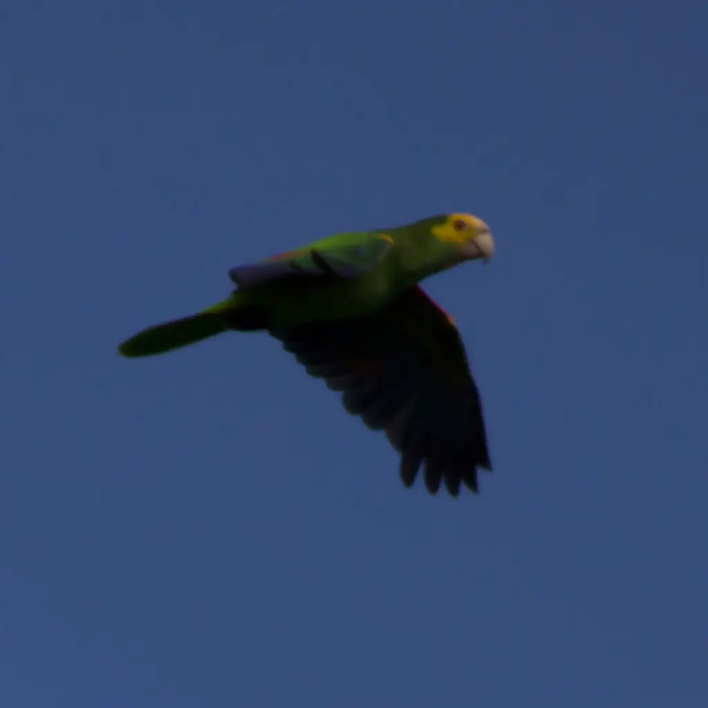 黄肩鹦哥（Amazona barbadensis）