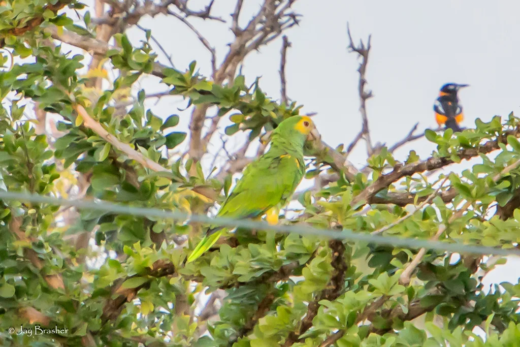 黄肩鹦哥（Amazona barbadensis）