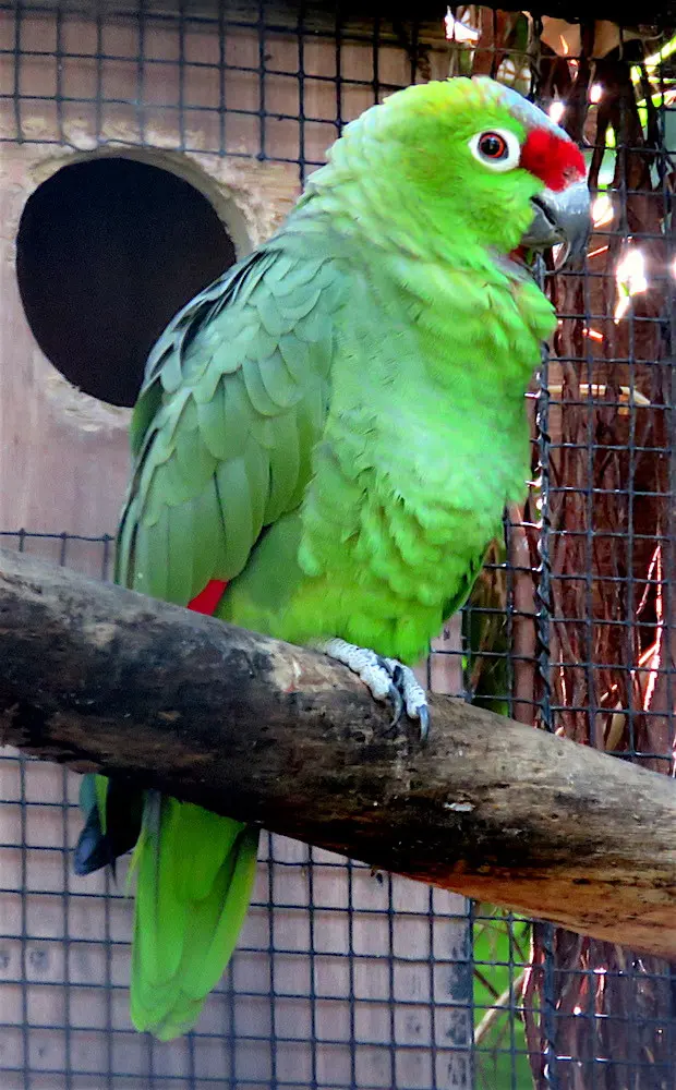 冕鹦哥(Amazona diadema)