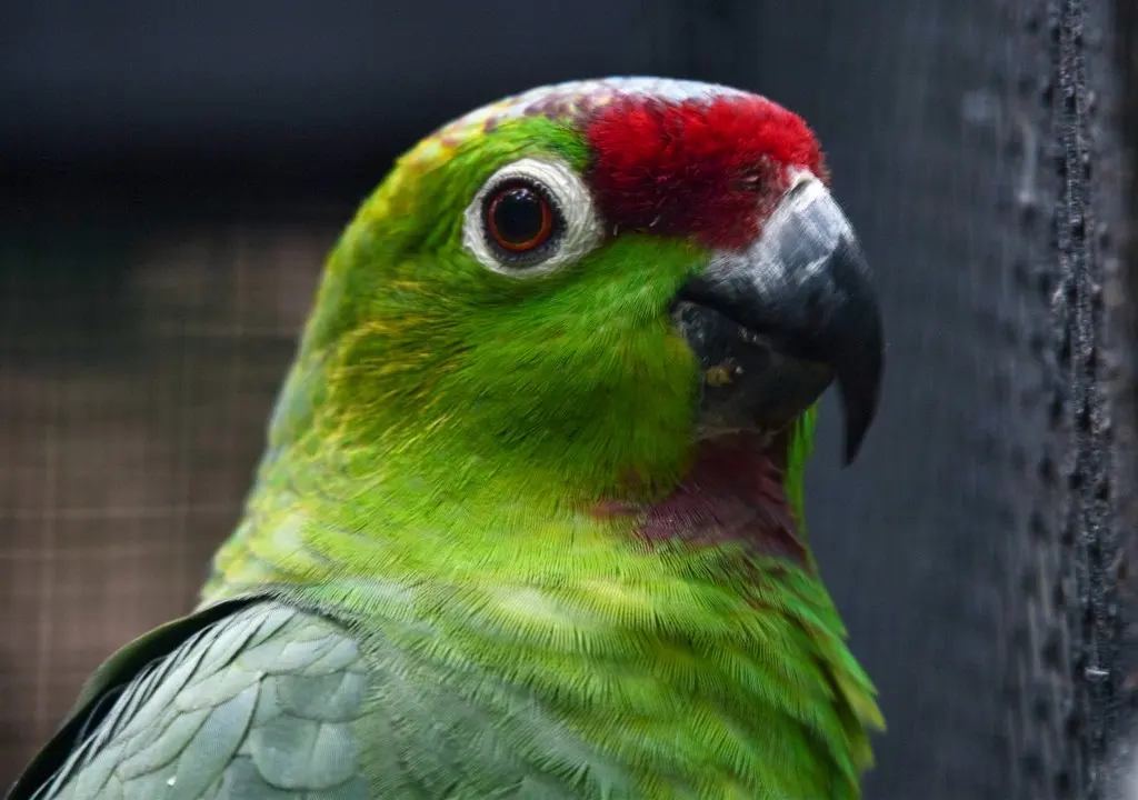 冕鹦哥(Amazona diadema)