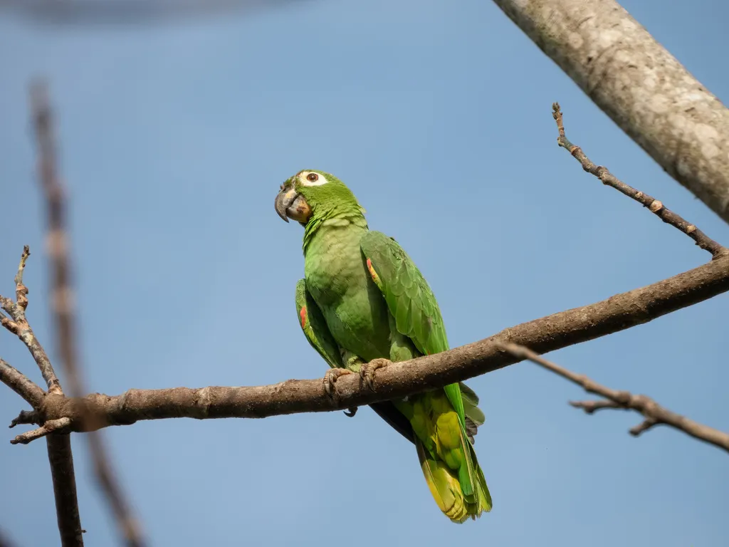斑点鹦哥(Amazona farinosa)
