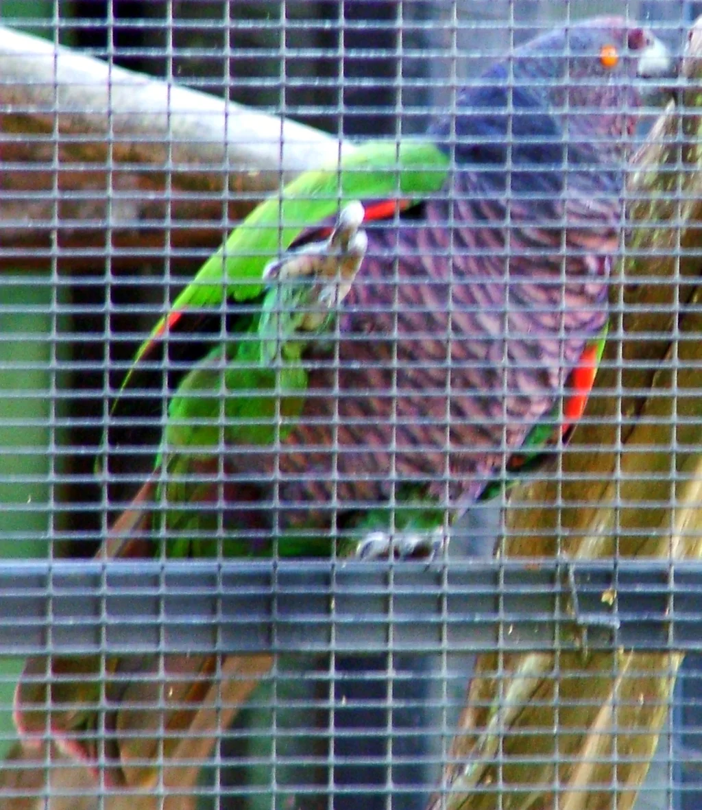 帝鹦哥(Amazona imperialis)