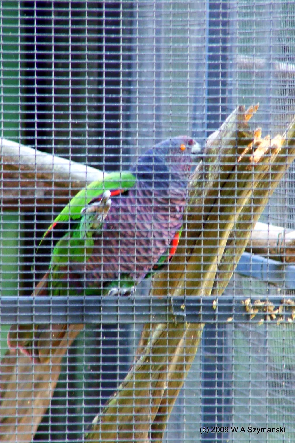帝鹦哥(Amazona imperialis)