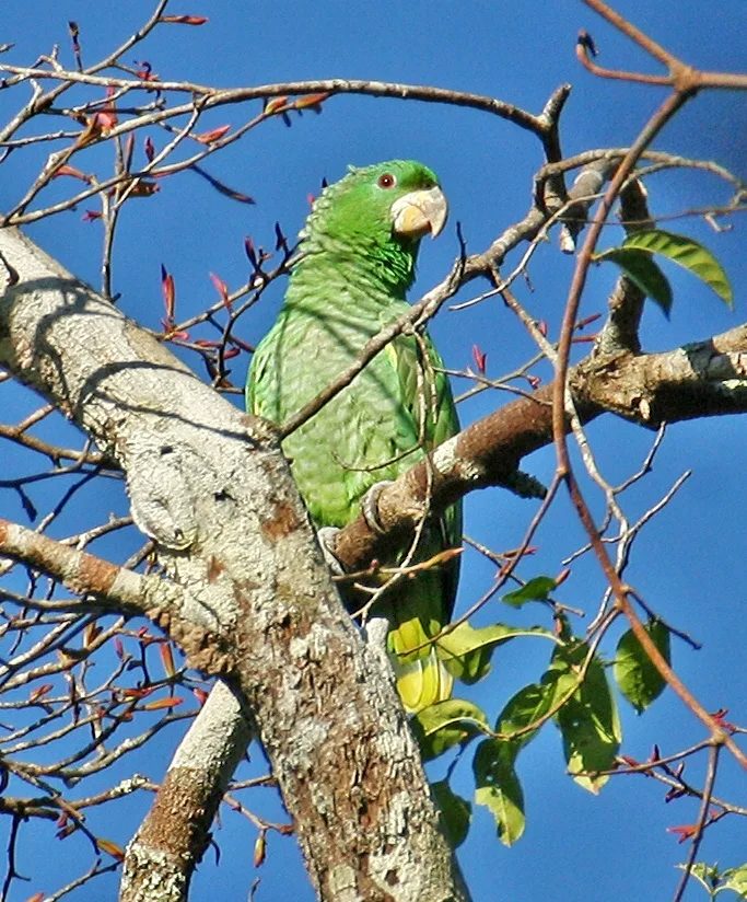 白脸鹦哥(Amazona kawalli)