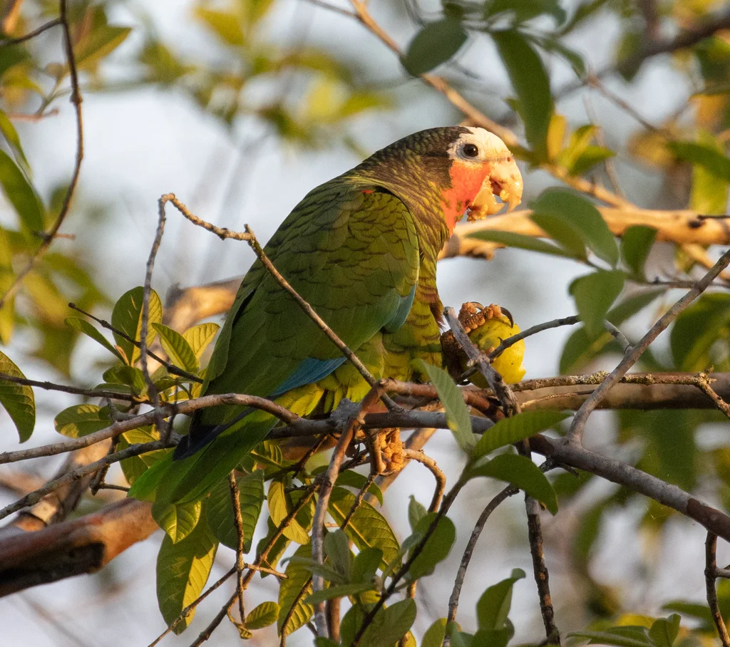 古巴白额鹦哥(Amazona leucocephala)