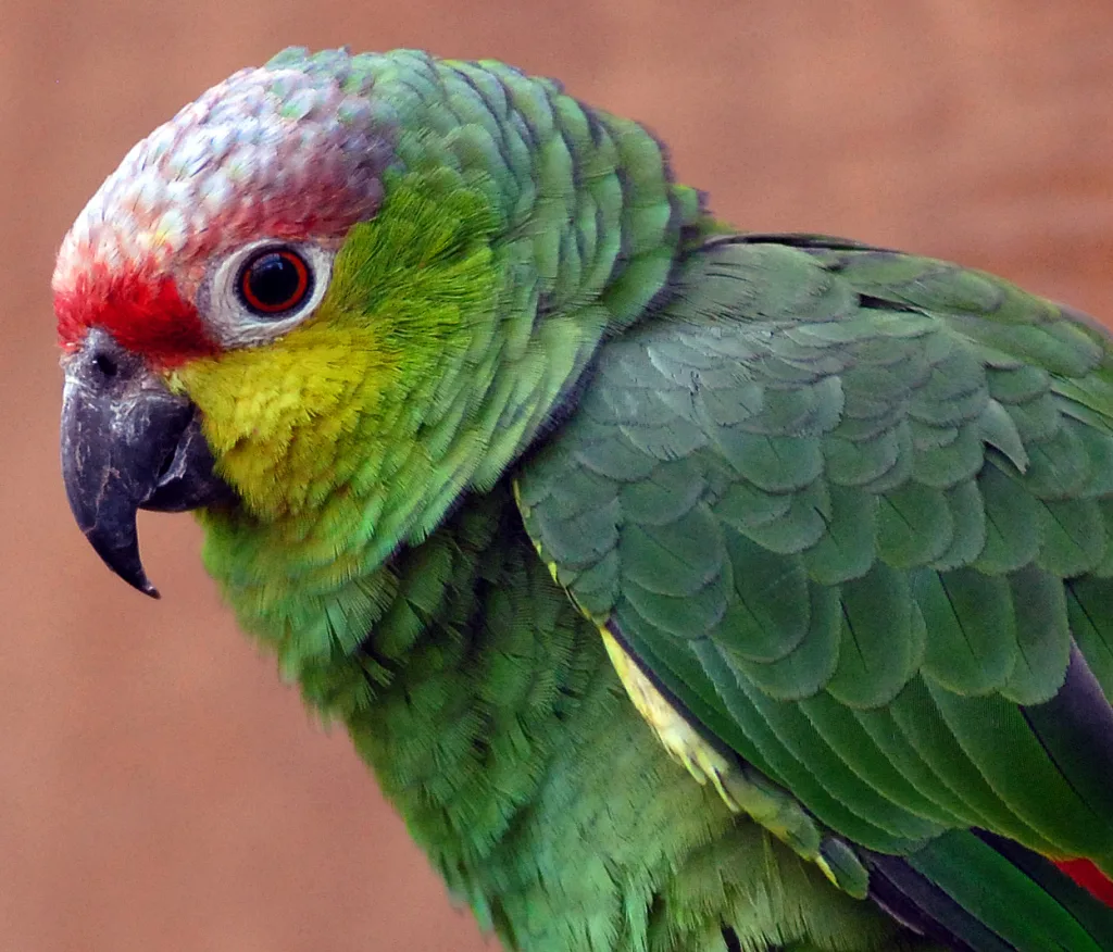 Amazona lilacina（Amazona lilacina）