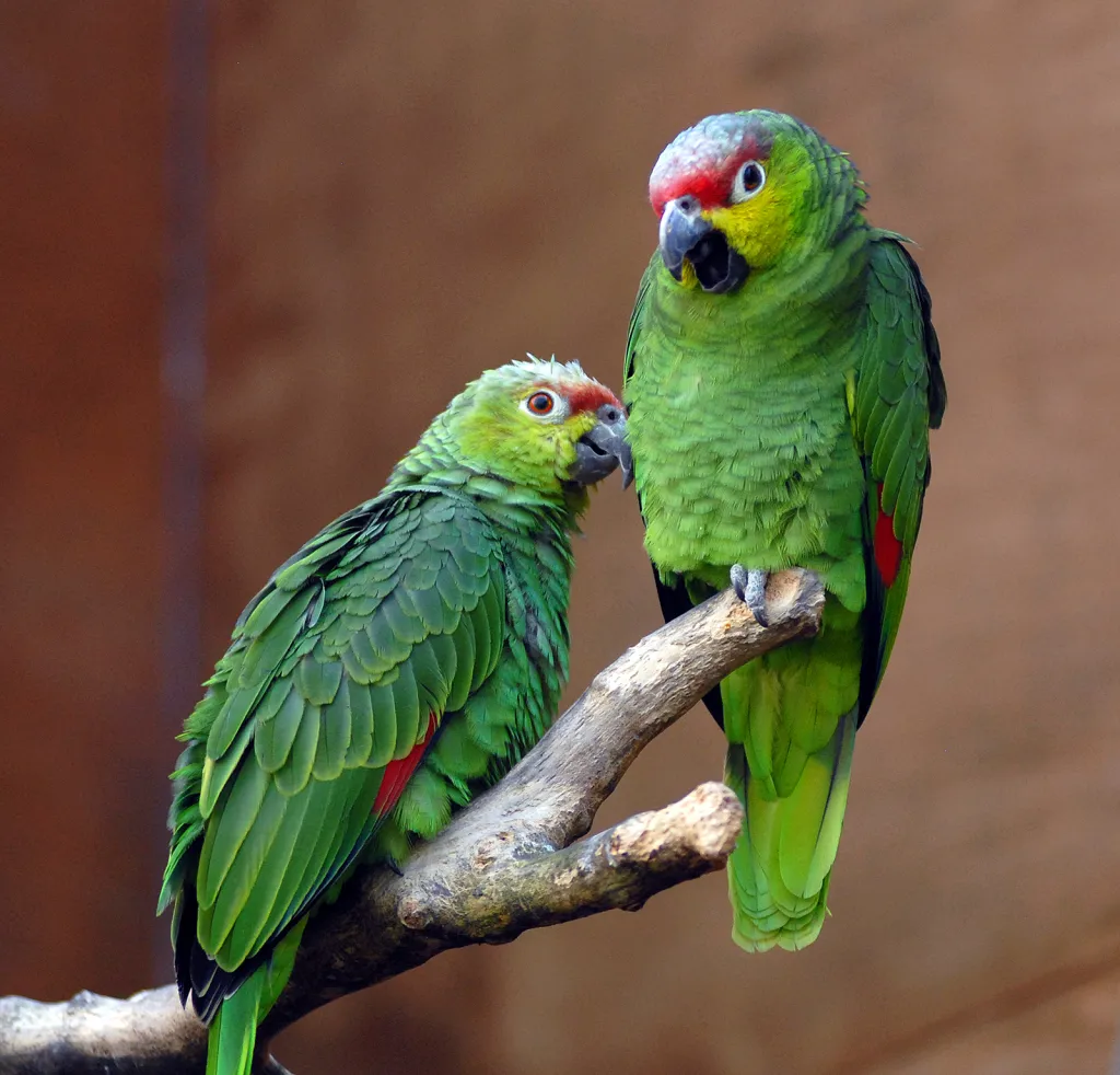 Amazona lilacina（Amazona lilacina）