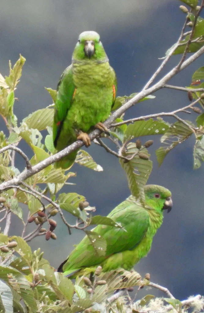 鳞颈鹦哥(Amazona mercenarius)