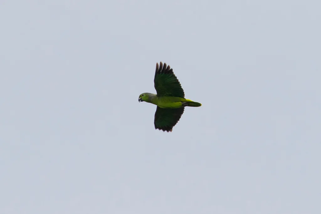 鳞颈鹦哥(Amazona mercenarius)