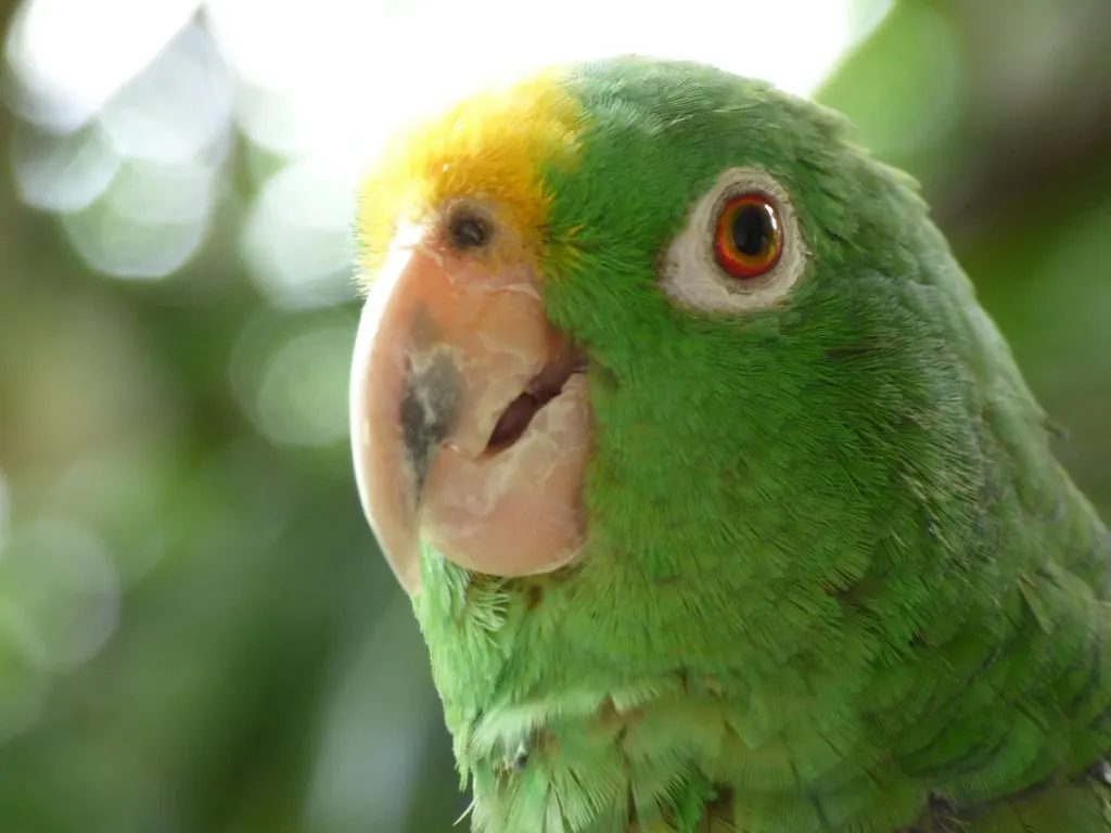 黄冠鹦哥(Amazona ochrocephala)