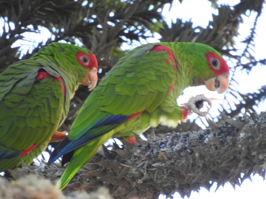 红眶鹦哥(Amazona pretrei)