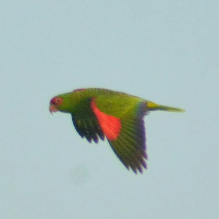 红眶鹦哥(Amazona pretrei)