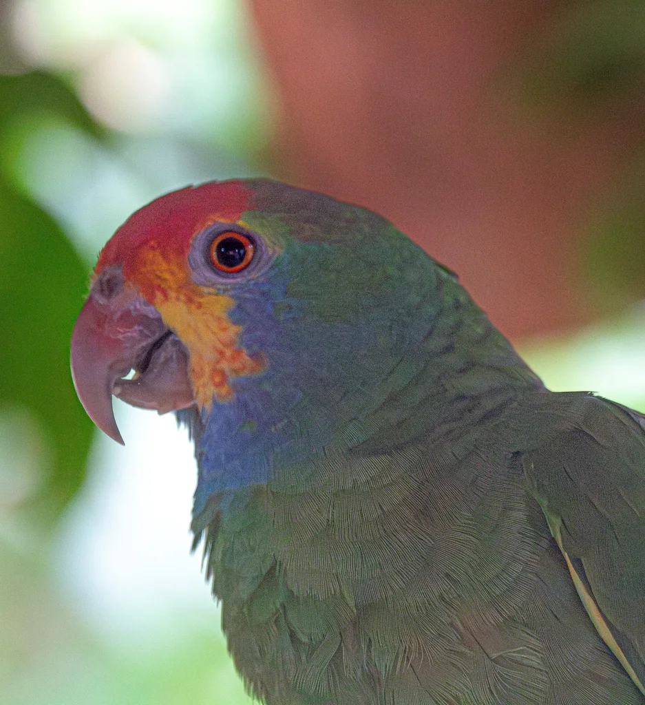 红眉鹦哥（Amazona rhodocorytha）