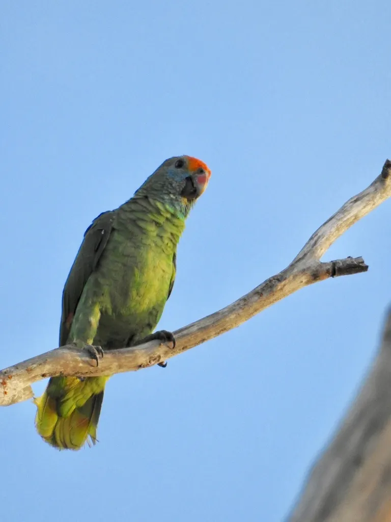 红眉鹦哥（Amazona rhodocorytha）