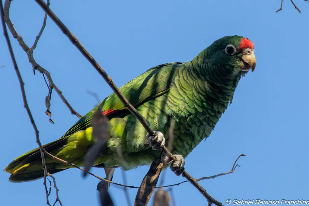 图库曼鹦哥（Amazona tucumana）