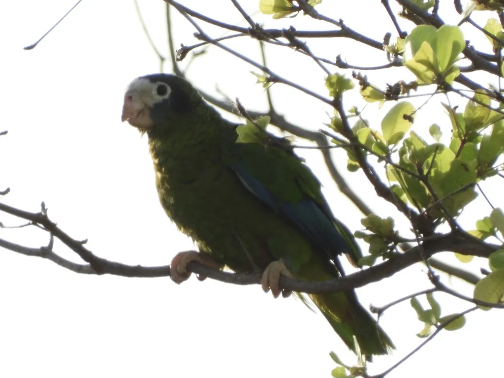 白眶绿鹦哥(Amazona ventralis)