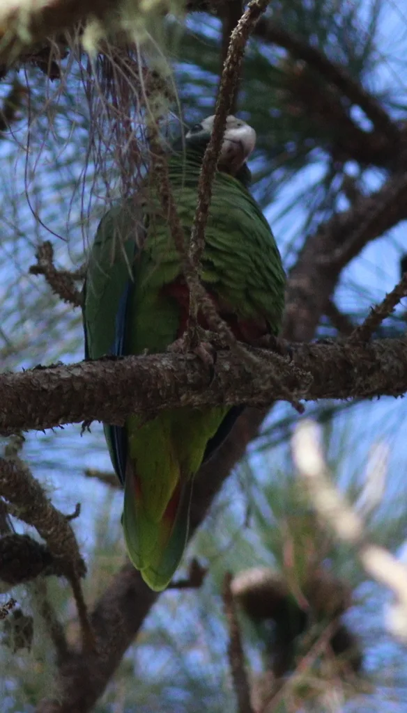 白眶绿鹦哥(Amazona ventralis)