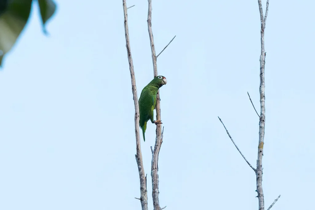 波多黎各鹦哥(Amazona vittata)