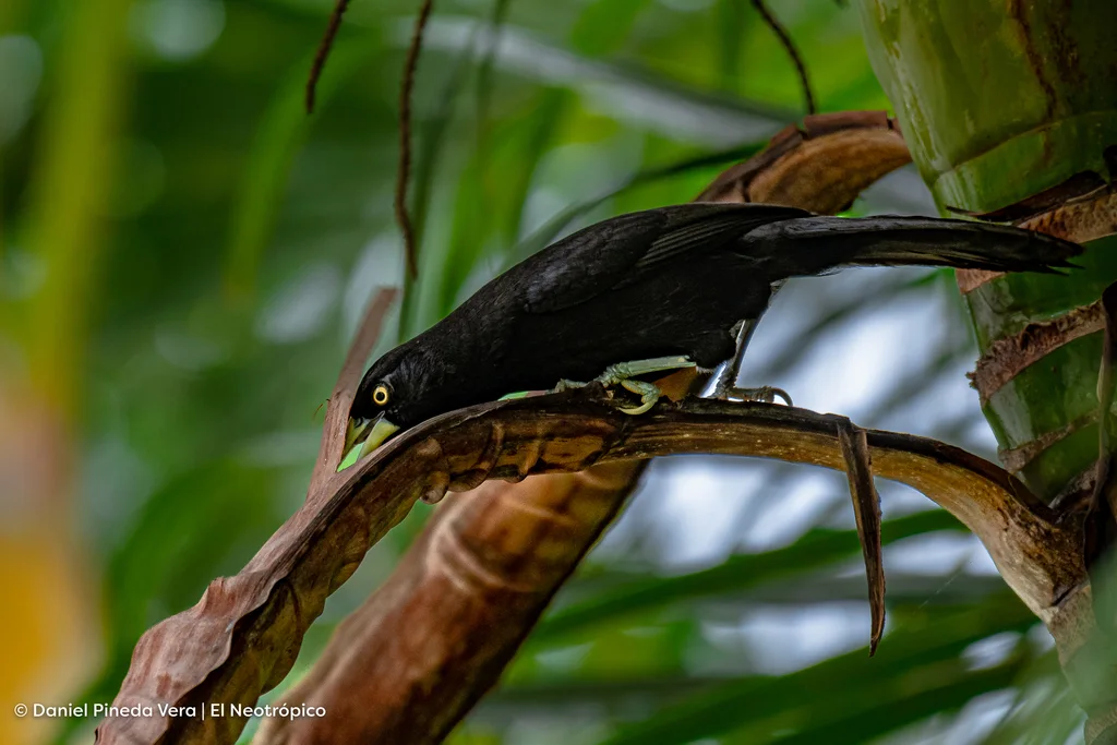 黄嘴酋长鹂(Amblycercus holosericeus)