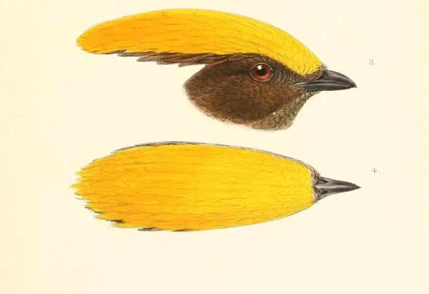 黄额园丁鸟(Amblyornis flavifrons)