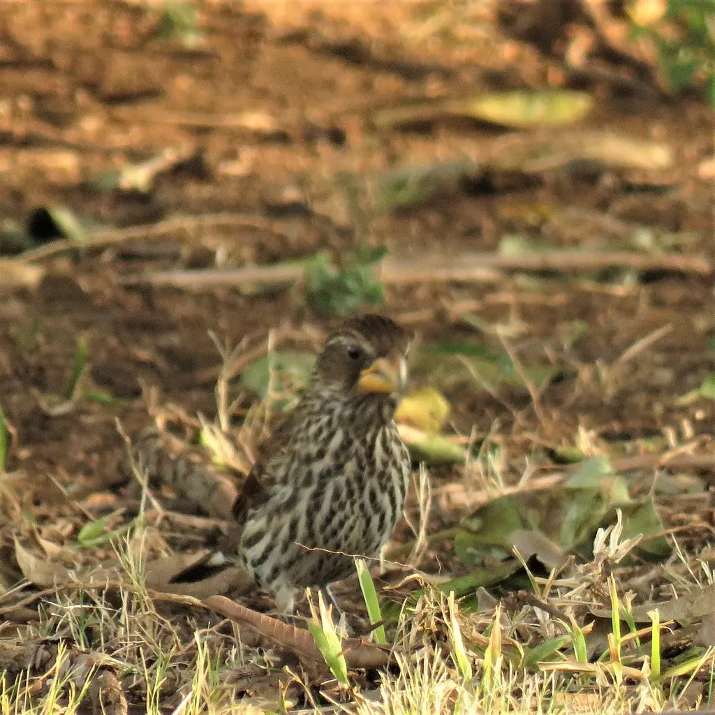 厚嘴织雀（Amblyospiza albifrons）