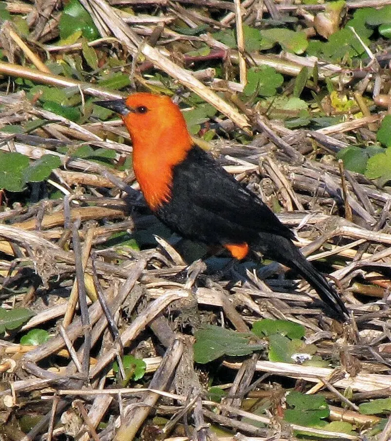 红头黑鹂(Amblyramphus holosericeus)