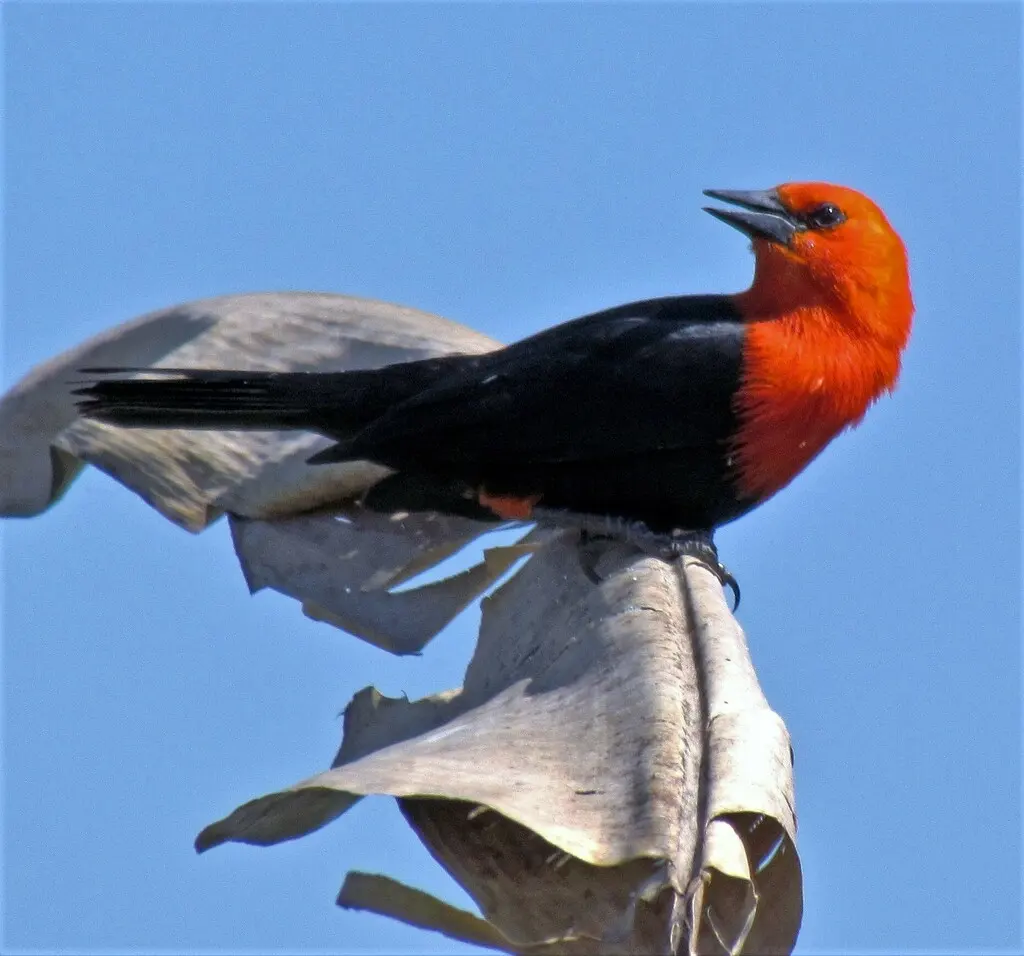 红头黑鹂(Amblyramphus holosericeus)