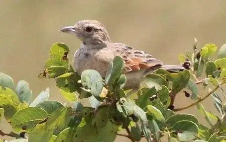 安哥拉歌百灵（Amirafra angolensis）