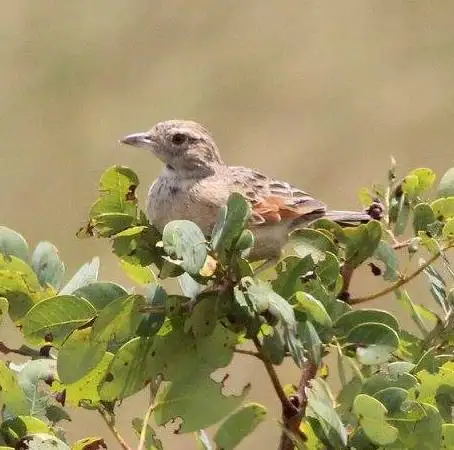 安哥拉歌百灵（Amirafra angolensis）