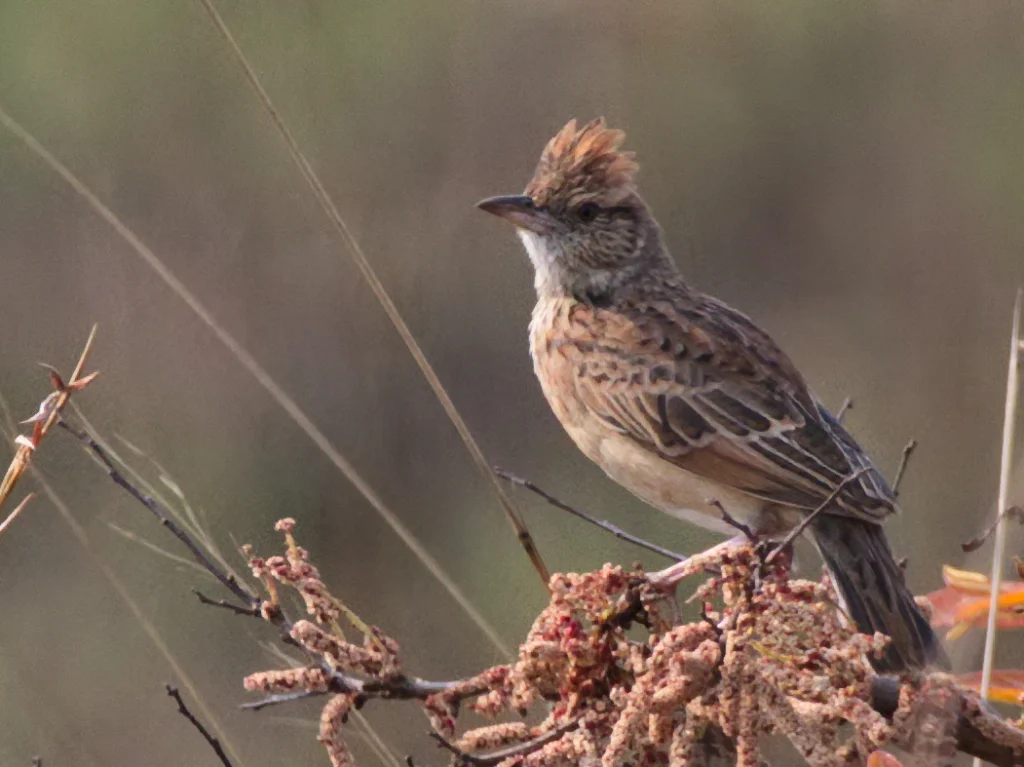 安哥拉歌百灵（Amirafra angolensis）