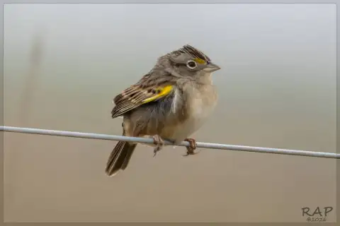 草地蝇鹀