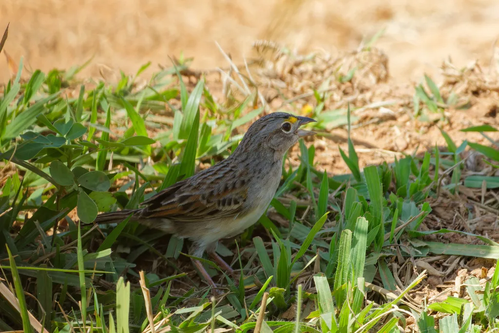 草地蝇鹀(Ammodramus humeralis)