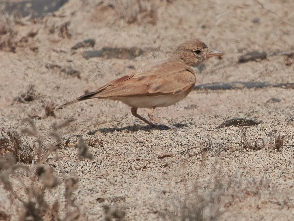 斑尾漠百灵(Ammomanes cinctura)