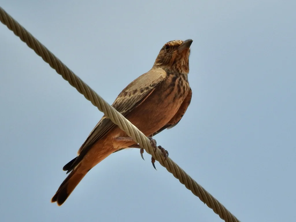 棕尾漠百灵（Ammomanes phoenicura）