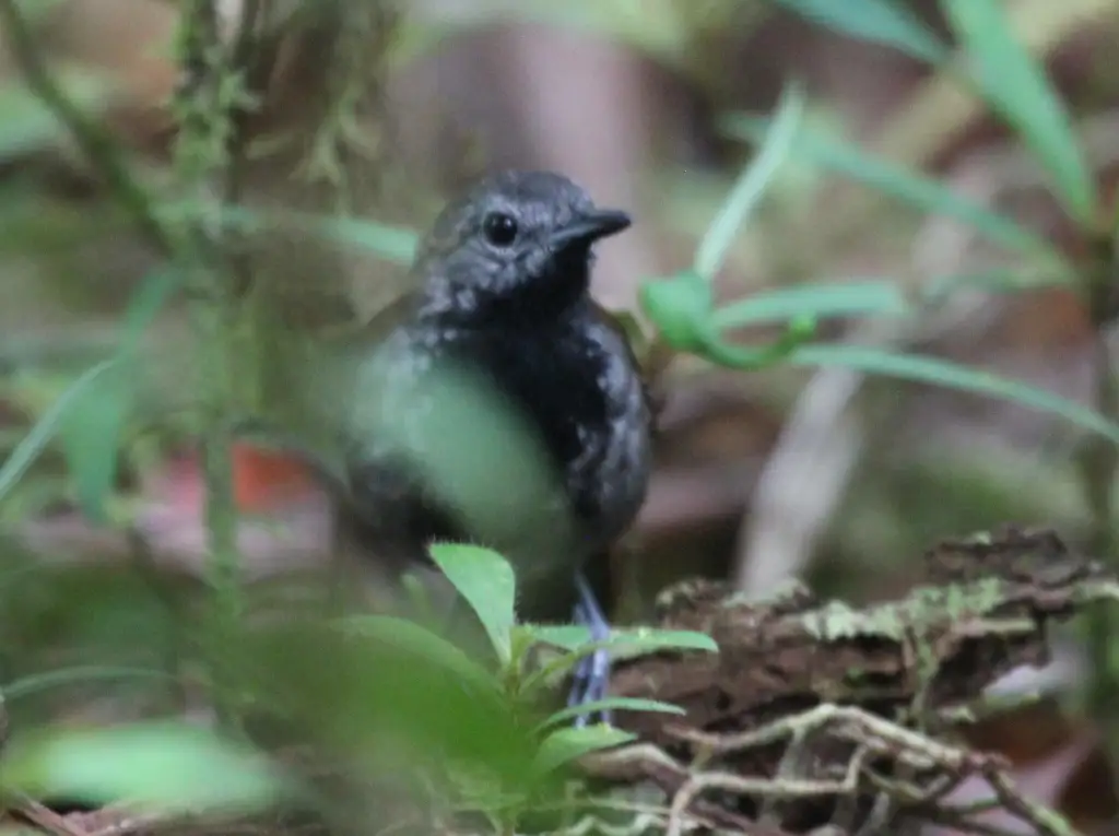 灰腹蚁鸟(Ammonastes pelzelni)